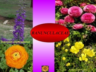 RANUNCULACEAE
Delphinium amplibracteatum
Ranunculus laetus
 