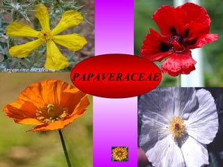 PAPAVERACEAE
Argemone mexicana
 