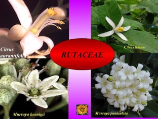 Citrus
aurantifolia
Murraya paniculata
RUTACEAE
Murraya koenigii
Citrus limon
 