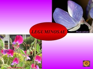 LEGUMINOSAE
Lathyrus odoratus
Pisum sativum
 