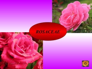 ROSACEAE
 