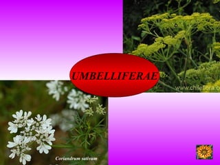 UMBELLIFERAE
Coriandrum sativum -
 