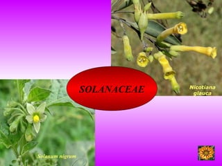SOLANACEAE Nicotiana
glauca
Solanum nigrum
 