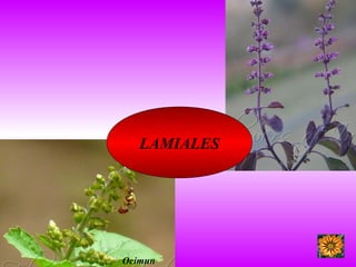 LAMIALES
Ocimun
 
