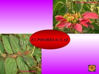 EUPHORBIACEAE
Euphorbia hirta
Euphorbia pulcherime
 