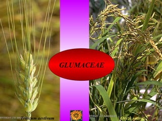 GLUMACEAE
Triticum aestivum Oryza sativa
 