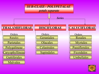 SUB-CLASS - POLYPETALAE
petals separate
THALAMIFLORAE DISCIFLORAE CALYCIFLORAE
Parietales
Polygalineae
Caryophyllineae
Guttiferales
Malvales
Ranales Geraniales
Olacales
Celastrales
Sapindales
Rosales
Myrtales
Passiflorales
Ficoidales
Umbellales
Series
Orders Orders Orders
 