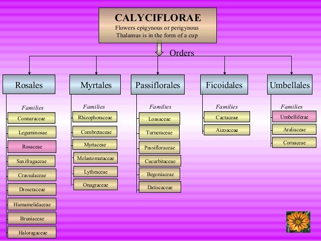 Clification