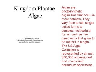 Kingdom Plantae
Algae
QuickTime™ and a
TIFF (Uncompressed) decompressor
are needed to see this picture.
Algae are
photosynthetic
organisms that occur in
most habitats. They
vary from small, single-
celled forms to
complex multicellular
forms, such as the
giant kelps that grow to
65 meters in length..
The US Algal
Collection is
represented by almost
300,000 accessioned
and inventoried
herbarium specimens.
 