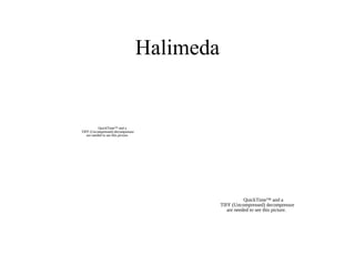 Halimeda
QuickTime™ and a
TIFF (Uncompressed) decompressor
are needed to see this picture.
QuickTime™ and a
TIFF (Uncompressed) decompressor
are needed to see this picture.
 