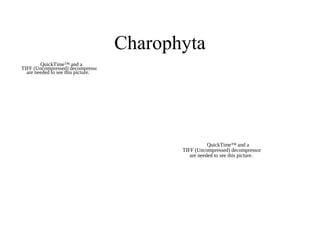 Charophyta
QuickTime™ and a
TIFF (Uncompressed) decompressor
are needed to see this picture.
QuickTime™ and a
TIFF (Uncompressed) decompressor
are needed to see this picture.
 