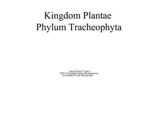 Kingdom Plantae
Phylum Tracheophyta
QuickTime™ and a
TIFF (Uncompressed) decompressor
are needed to see this picture.
 