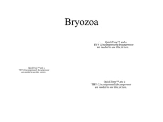 Bryozoa
QuickTime™ and a
TIFF (Uncompressed) decompressor
are needed to see this picture.
QuickTime™ and a
TIFF (Uncompressed) decompressor
are needed to see this picture.
QuickTime™ and a
TIFF (Uncompressed) decompressor
are needed to see this picture.
 