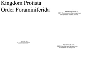 Kingdom Protista
Order Foraminiferida QuickTime™ and a
TIFF (Uncompressed) decompressor
are needed to see this picture.
QuickTime™ and a
TIFF (Uncompressed) decompressor
are needed to see this picture.
QuickTime™ and a
TIFF (Uncompressed) decompressor
are needed to see this picture.
 