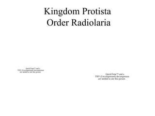 Kingdom Protista
Order Radiolaria
QuickTime™ and a
TIFF (Uncompressed) decompressor
are needed to see this picture.
QuickTime™ and a
TIFF (Uncompressed) decompressor
are needed to see this picture.
 