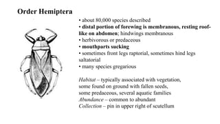 Insect Systematics insect taxonomy importance systematics and classification | PPTX