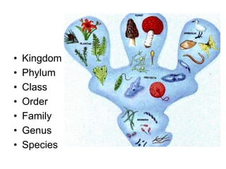 • Kingdom
• Phylum
• Class
• Order
• Family
• Genus
• Species
 
