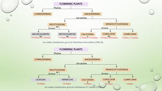 Classification systems of Angiosperms.pptx