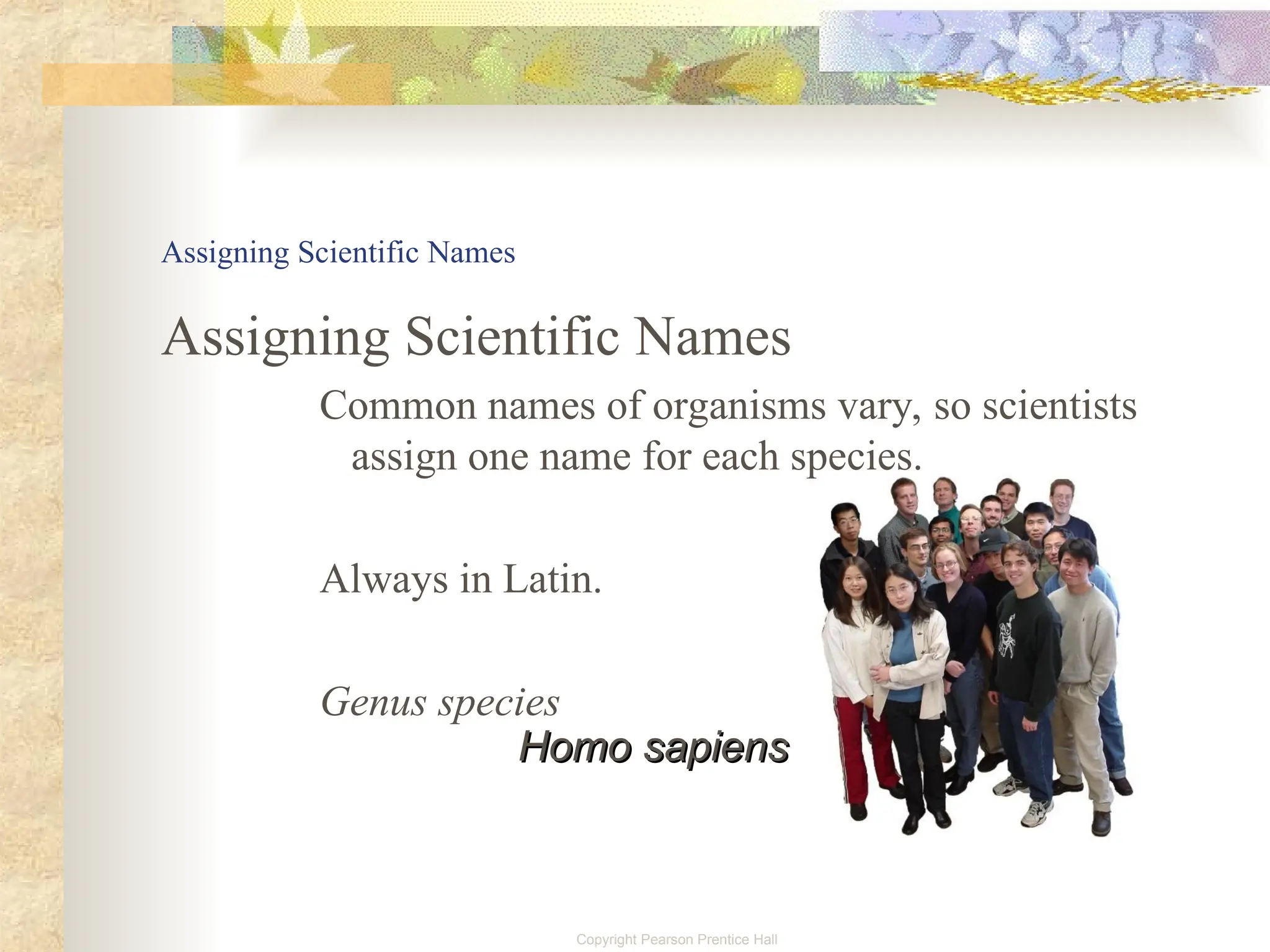 classification.ppt........................ | PPT