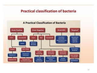 classification.pdf of bacteria various c | PDF