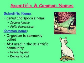 classification PPT Special Education Etc | PPT
