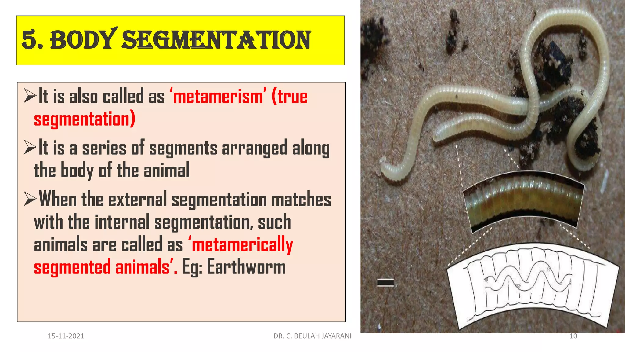 Classification animals-converted | PDF