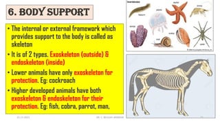 6. Body Support
• The internal or external framework which
provides support to the body is called as
skeleton
• It is of 2 types. Exoskeleton (outside) &
endoskeleton (inside)
• Lower animals have only exoskeleton for
protection. Eg: cockroach
• Higher developed animals have both
exoskeleton & endoskeleton for their
protection. Eg: fish, cobra, parrot, man,
15-11-2021 DR. C. BEULAH JAYARANI 11
 