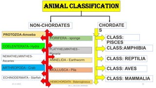 ANIMAL CLASSIFICATION
NON-CHORDATES CHORDATE
S
CLASS:
PISCES
CLASS:AMPHIBIA
CLASS: REPTILIA
CLASS: AVES
CLASS: MAMMALIA
PORIFERA - sponge
PLATYHELMINTHES -
Planaria
ANNELIDA - Earthworm
MOLLUSCA - Pila
HEMICHORDATA - Balanoglossus
PROTOZOA-Amoeba
COELENTERATA- Hydra
NEMATHELMINTHES-
Ascaries
ARTHROPODA - Crab
ECHINODERMATA - Starfish
15-11-2021
DR. C. BEULAH JAYARANI
25
 