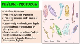 Phylum - Protozoa
➢Unicellular, Microscopic
➢Free-living, symbiotic or parasitic
➢Free-living forms are mostly aquatic or
terrestrial
➢Locomotion by pseudopodia, cilia, flagella
➢Ingestion of food by phagocytosis or
pinocytosis
➢Asexual reproduction by binary/multiple
fission and sexual by conjugation
➢E.g. Amoeba, Entamoeba, Plasmodium,
Paramoecium, Euglena
26
 