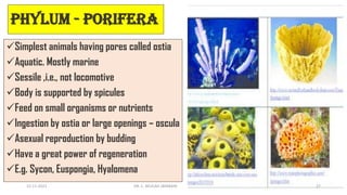 Phylum - Porifera
✓Simplest animals having pores called ostia
✓Aquatic. Mostly marine
✓Sessile ,i.e., not locomotive
✓Body is supported by spicules
✓Feed on small organisms or nutrients
✓Ingestion by ostia or large openings – oscula
✓Asexual reproduction by budding
✓Have a great power of regeneration
✓E.g. Sycon, Euspongia, Hyalomena
15-11-2021 DR. C. BEULAH JAYARANI 27
 