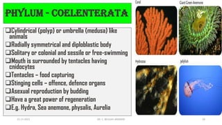 Phylum - Coelenterata
❑Cylindrical (polyp) or umbrella (medusa) like
animals
❑Radially symmetrical and diploblastic body
❑Solitary or colonial and sessile or free-swimming
❑Mouth is surrounded by tentacles having
cnidocytes
❑Tentacles – food capturing
❑Stinging cells – offence, defence organs
❑Asexual reproduction by budding
❑Have a great power of regeneration
❑E.g. Hydra, Sea anemone, physalis, Aurelia
15-11-2021 DR. C. BEULAH JAYARANI 28
 