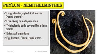 Phylum - Nemithelminthes
✓Long, slender, cylindrical worms
(round worms)
✓Free-living or endoparasites
✓Triploblastic body covered by a thick
cuticle
✓Unisexual organisms
✓E.g. Ascaris, Filaria, Hook worm.
15-11-2021 DR. C. BEULAH JAYARANI 30
 