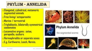 Phylum - Annelida
oElongated, cylindrical, metameric
segmented animals
oFree living/ ectoparasitic
oMarine / terrestrial
oTriploblastic, bilaterally symmetrical
coelomates
oLocomotive organs : setae,
parapodia, suckers
oHermaphrodite or separate sexes
oE.g. Earthworm, Leech, Nereis.
15-11-2021 DR. C. BEULAH JAYARANI 31
 