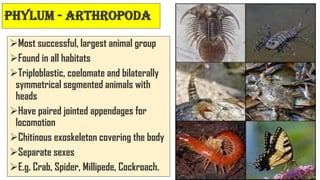 Phylum - ArthRopoda
➢Most successful, largest animal group
➢Found in all habitats
➢Triploblastic, coelomate and bilaterally
symmetrical segmented animals with
heads
➢Have paired jointed appendages for
locomotion
➢Chitinous exoskeleton covering the body
➢Separate sexes
➢E.g. Crab, Spider, Millipede, Cockroach. 32
 