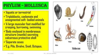 Phylum - Mollusca
✓Aquatic or terrestrial
✓Triploblastic, coelomate and
unsegmented soft- bodied animals
✓A large muscular foot modified for
creeping, burrowing, swimming
✓Body enclosed in membranous
structure (mantle) secreting
calcareous protective shell
✓Separate sexes
✓E.g. Pila, Bivalve, Snail, Octopus.
15-11-2021 DR. C. BEULAH JAYARANI 33
 