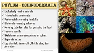Phylum - Echinodermata
✓Exclusively marine animals
✓Triploblastic, coelomate
✓Pentaradial symmetry in adults
✓Bilateral symmetry in larvae
✓Move by tube feet also for grasping the food
✓Few are sessile
✓Skeleton of calcareous plates or spines
✓Separate sexes
✓E.g. Starfish, Sea urchin, Brittle star, Sea
cucumbar
15-11-2021 DR. C. BEULAH JAYARANI 34
 