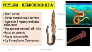 Phylum - Hemichordata
➢Acorn worms
➢Marine animals living in burrows
➢Divisible in 3 regions : proboscis,
collar, trunk
➢May have one to several gill – slits
➢Sexes are separate
➢May be hermaphrodite
➢E.g. Balanoglossus, Saccoglossus.
15-11-2021 DR. C. BEULAH JAYARANI 35
 