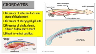 Chordates
❑Presence of notochord at some
stage of development
❑Presence of pharyngeal gill-slits
❑Presence of single, dorsal,
tubular, hollow nerve chord
❑Heart in ventral position.
DR. C. BEULAH JAYARANI 36
 