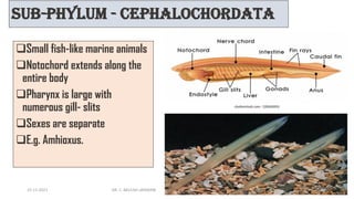 Sub-phylum - Cephalochordata
❑Small fish-like marine animals
❑Notochord extends along the
entire body
❑Pharynx is large with
numerous gill- slits
❑Sexes are separate
❑E.g. Amhioxus.
15-11-2021 DR. C. BEULAH JAYARANI 38
 