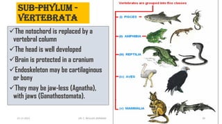 Sub-phylum -
Vertebrata
✓The notochord is replaced by a
vertebral column
✓The head is well developed
✓Brain is protected in a cranium
✓Endoskeleton may be cartilaginous
or bony
✓They may be jaw-less (Agnatha),
with jaws (Ganathostomata).
15-11-2021 DR. C. BEULAH JAYARANI 39
 