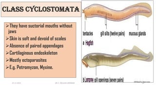 Class Cyclostomata
➢They have suctorial mouths without
jaws
➢Skin is soft and devoid of scales
➢Absence of paired appendages
➢Cartilaginous endoskeleton
➢Mostly ectoparasites
➢E.g. Petromyzon, Myxine.
15-11-2021 DR. C. BEULAH JAYARANI 40
 