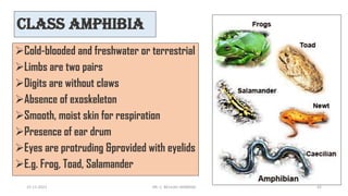 Class Amphibia
➢Cold-blooded and freshwater or terrestrial
➢Limbs are two pairs
➢Digits are without claws
➢Absence of exoskeleton
➢Smooth, moist skin for respiration
➢Presence of ear drum
➢Eyes are protruding &provided with eyelids
➢E.g. Frog, Toad, Salamander
15-11-2021 DR. C. BEULAH JAYARANI 42
 