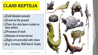 Class Reptilia
❑Cold-blooded animals
❑Crawl on the ground
❑Their dry skin bears scales or
bony plates
❑Presence of neck
❑Absence of external ear
❑Digits are provided with claws
❑E.g. Tortoise, Wall lizard, Snake
15-11-2021 DR. C. BEULAH JAYARANI 43
 