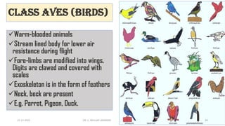 Class Aves (Birds)
✓Warm-blooded animals
✓Stream lined body for lower air
resistance during flight
✓Fore-limbs are modified into wings.
Digits are clawed and covered with
scales
✓Exoskeleton is in the form of feathers
✓Neck, beck are present
✓E.g. Parrot, Pigeon, Duck.
15-11-2021 DR. C. BEULAH JAYARANI 44
 