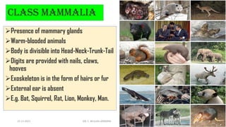 Class Mammalia
➢Presence of mammary glands
➢Warm-blooded animals
➢Body is divisible into Head-Neck-Trunk-Tail
➢Digits are provided with nails, claws,
hooves
➢Exoskeleton is in the form of hairs or fur
➢External ear is absent
➢E.g. Bat, Squirrel, Rat, Lion, Monkey, Man.
15-11-2021 DR. C. BEULAH JAYARANI 45
 