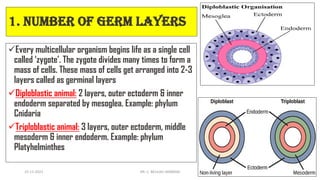 1. Number of germ layers
✓Every multicellular organism begins life as a single cell
called ‘zygote’. The zygote divides many times to form a
mass of cells. These mass of cells get arranged into 2-3
layers called as germinal layers
✓Diploblastic animal: 2 layers, outer ectoderm & inner
endoderm separated by mesoglea. Example: phylum
Cnidaria
✓Triploblastic animal: 3 layers, outer ectoderm, middle
mesoderm & inner endoderm. Example: phylum
Platyhelminthes
15-11-2021 DR. C. BEULAH JAYARANI 5
 