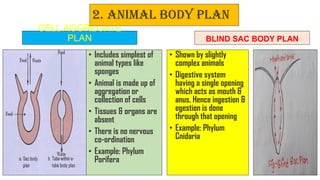 CELL AGGREGATE
PLAN
• Includes simplest of
animal types like
sponges
• Animal is made up of
aggregation or
collection of cells
• Tissues & organs are
absent
• There is no nervous
co-ordination
• Example: Phylum
Porifera
BLIND SAC BODY PLAN
• Shown by slightly
complex animals
• Digestive system
having a single opening
which acts as mouth &
anus. Hence ingestion &
egestion is done
through that opening
• Example: Phylum
Cnidaria
2. Animal body plan
6
 