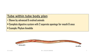 Tube within tube body plan:
• Shown by advanced & evolved animals
• Complete digestive system with 2 separate openings for mouth & anus
• Example: Phylum Annelida
15-11-2021 DR. C. BEULAH JAYARANI 7
 