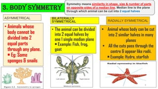 ASYMMETRICAL
• Animals whose
body cannot be
divided into 2
equal parts
through any plane.
• Eg: Some
sponges & snails
BILATERALLY
SYMMETRICAL
• The animal can be divided
into 2 equal halves by
one 1 single median plane
• Example: Fish, frog,
goat
3. Body symmetry
Symmetry means similarity in shape, size & number of parts
on opposite sides of a median line. Median line is the plane
through which animal can be cut into 2 equal halves
▪ Animal whose body can be cut
into 2 similar halves in many
planes
▪ All the cuts pass through the
centre & appear like radii.
• Example: Hydra, starfish
RADIALLY SYMMETRICAL
8
 