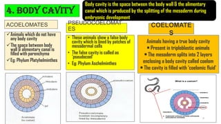 ACOELOMATES
✓Animals which do not have
any body cavity
✓The space between body
wall & alimentary canal is
filled with parenchyma
✓Eg: Phylum Platyhelminthes
PSEUDOCOELOMAT
ES
• These animals show a false body
cavity which is lined by patches of
mesodermal cells
• The false cavity is called as
‘pseudocoel’
• Eg: Phylum Aschelminthes
4. Body cavity
Body cavity is the space between the body wall & the alimentary
canal which is produced by the splitting of the mesoderm during
embryonic development
Animals having a true body cavity
• Present in triploblastic animals
• The mesoderm splits into 2 layers
enclosing a body cavity called coelom
• The cavity is filled with ‘coelomic fluid’
COELOMATE
S
9
 